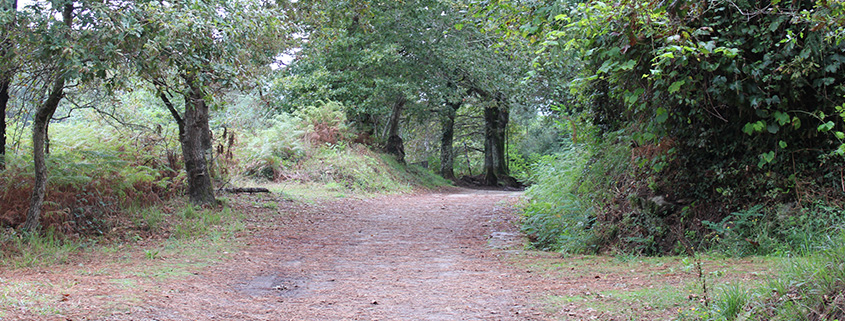 Exploring the Camino de Santiago A conversation with a Future Pilgrim